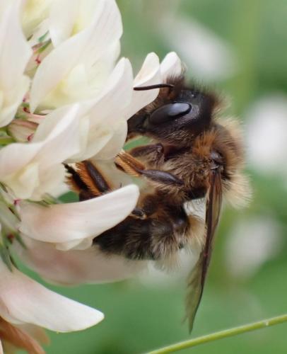 Osmia (emarginata-mustelina)
